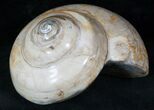 Giant Fossil Snail (Pleurotomaria) - Madagascar #13179-2